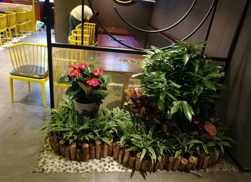 綠植租擺銷售 (1)